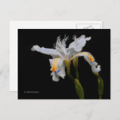 Elegant Floral Crested Iris Shaga Briefkaart (Voorkant / Achterkant)