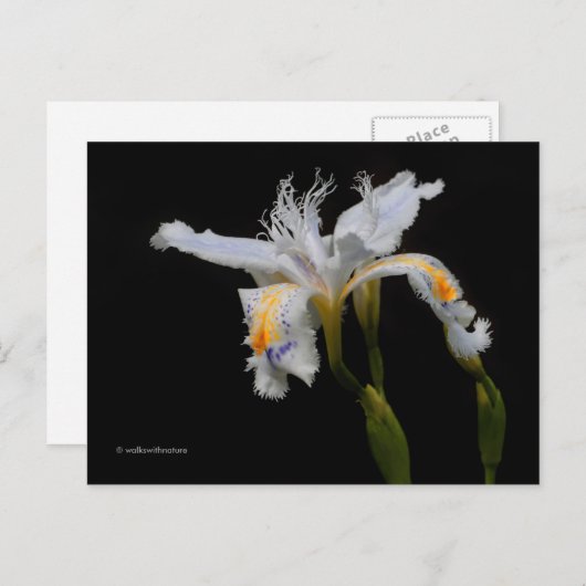 Elegant Floral Crested Iris Shaga Briefkaart (Voorkant / Achterkant)