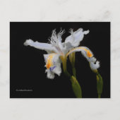 Elegant Floral Crested Iris Shaga Briefkaart (Voorkant)