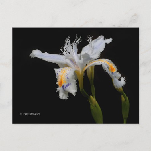 Elegant Floral Crested Iris Shaga Briefkaart (Voorkant)