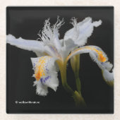 Elegant Floral Crested Shaga Japans Iris Glazen Onderzetter (Voorkant)