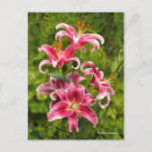 Elegant Floral Medley van Stargazer Oriental Lilie Briefkaart (Voorkant)
