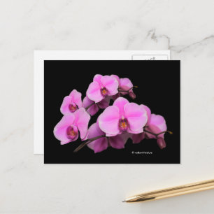 Elegant Floral Pink Orchids Phalaenopsis Black Briefkaart