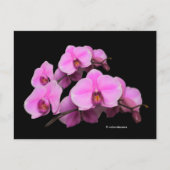 Elegant Floral Pink Orchids Phalaenopsis Black Briefkaart (Voorkant)
