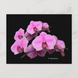 Elegant Floral Pink Orchids Phalaenopsis Black Briefkaart