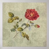 Elegant  Frans Roos Poster (Voorkant)