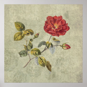 Elegant  Frans Roos Poster