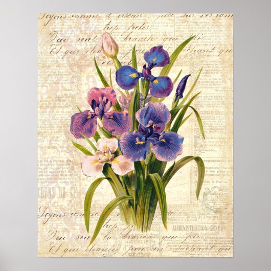 Elegant  Frans Roze en Paarse Irises Poster (Voorkant)