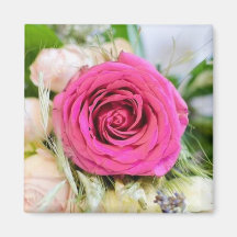 Elegant Fuchsia Pink Garden Roos Flower