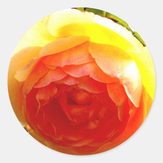 Elegant Geel Rose geel bloemgeel Ronde Sticker (Voorkant)