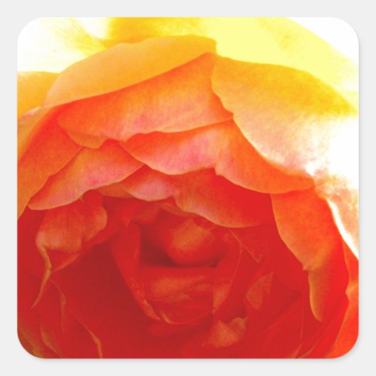 Elegant Geel Rose geel bloemgeel Vierkante Sticker (Voorkant)