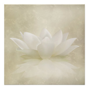 Elegant Gentle White Lotus/Lily flower Poster