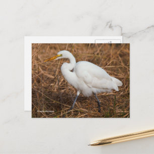 Elegant Great Egret Bird in Reeds Briefkaart