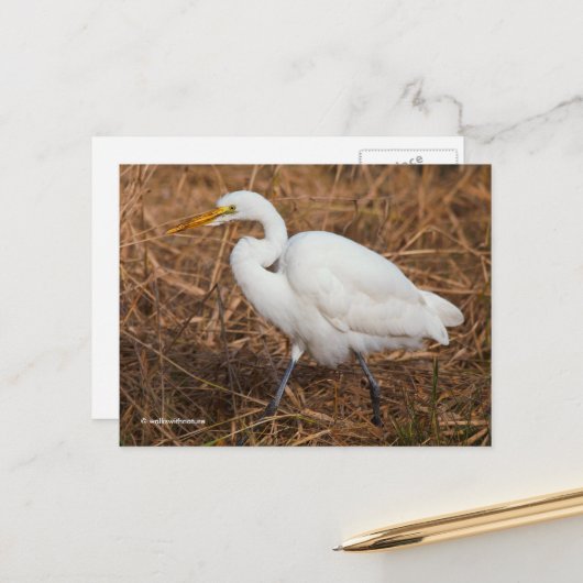 Elegant Great Egret Bird in Reeds Briefkaart (Voorkant / Achterkant in situ)