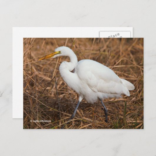 Elegant Great Egret Bird in Reeds Briefkaart (Voorkant / Achterkant)