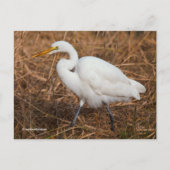 Elegant Great Egret Bird in Reeds Briefkaart (Voorkant)