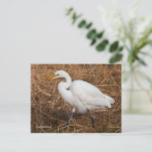 Elegant Great Egret Bird in Reeds Briefkaart (Staand voorkant)