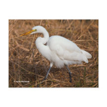 Elegant Great Egret Bird in Reeds