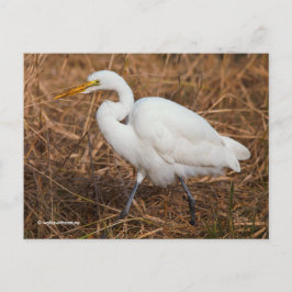 Elegant Great Egret Bird in Reeds Briefkaart