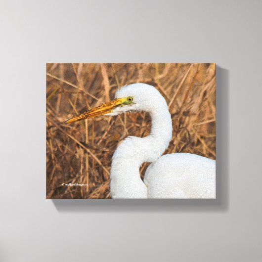 Elegant Great Egret in de Reeds Canvas Afdruk (Voorkant)