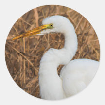 Elegant Great Egret in de Reeds