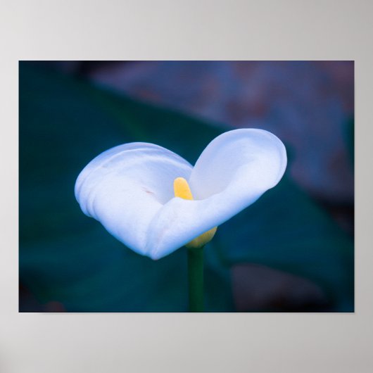 Elegant Heart-Shaped White Calla Lily Poster (Voorkant)