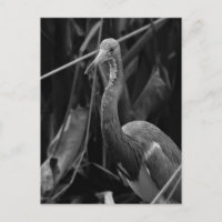 Elegant Heron Portret - Wildlife Fotografie