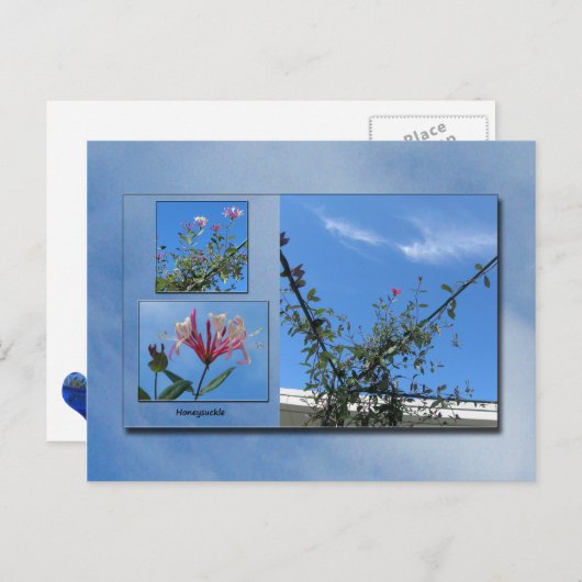 Elegant Honeysuckle Briefkaart (Voorkant / Achterkant)