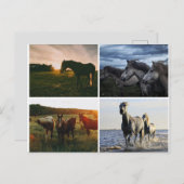 ELEGANT HORSES POSTCARD BRIEFKAART (Voorkant / Achterkant)