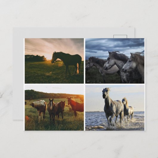 ELEGANT HORSES POSTCARD BRIEFKAART (Voorkant / Achterkant)