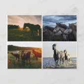 ELEGANT HORSES POSTCARD BRIEFKAART (Voorkant)