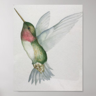 Elegant Hummingbird Waterverf Poster