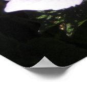 Elegant Hydrangeas Poster (Hoek)