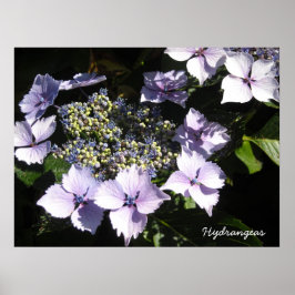 Elegant Hydrangeas Poster