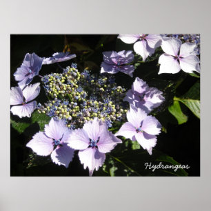 Elegant Hydrangeas Poster
