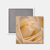 Elegant Ivoor Roos Magneet (Voorkant / Achterkant)