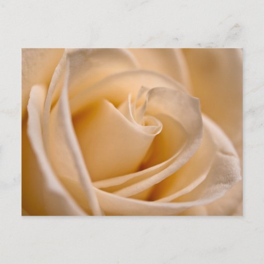 Elegant Ivory Roos Briefkaart (Voorkant)