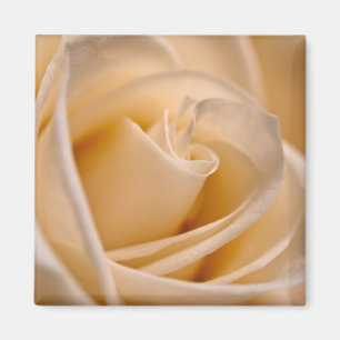 Elegant Ivory Roos Magneet