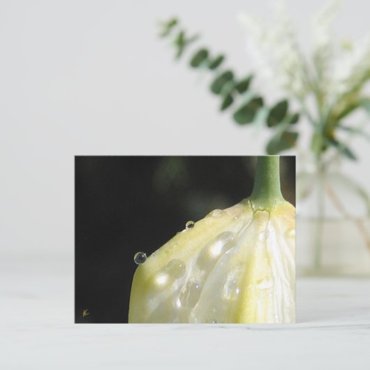 Elegant Ivory Tulip with Dew Briefkaart (Staand voorkant)