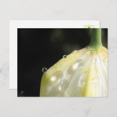 Elegant Ivory Tulip with Dew Briefkaart (Voorkant / Achterkant)