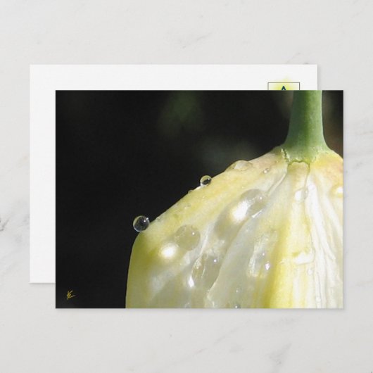 Elegant Ivory Tulip with Dew Briefkaart (Voorkant / Achterkant)