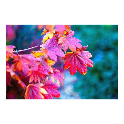 Elegant Japans blad Foto Afdruk (Voorkant)