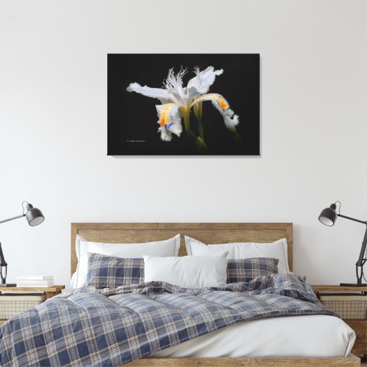Elegant Japanse miniatuur Crested Iris op zwart Canvas Afdruk (Insitu (Slaapkamer))