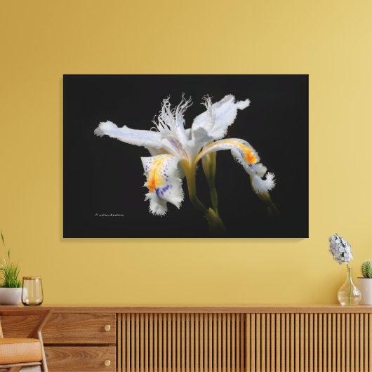 Elegant Japanse miniatuur Crested Iris op zwart Canvas Afdruk (Insitu (Woonkamer))