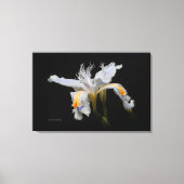 Elegant Japanse miniatuur Crested Iris op zwart Canvas Afdruk (Voorkant)