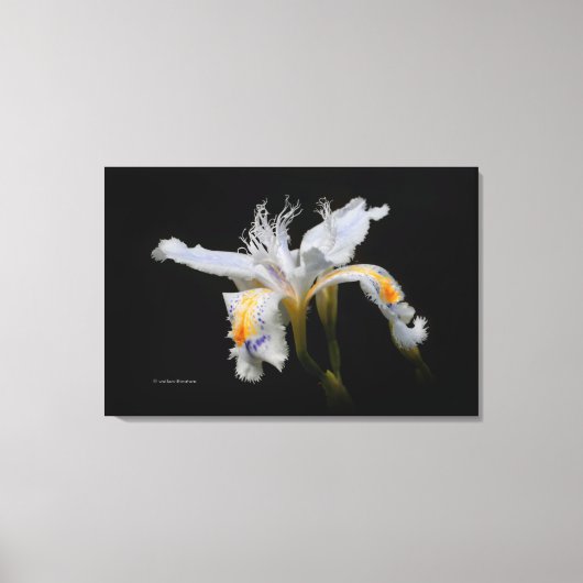 Elegant Japanse miniatuur Crested Iris op zwart Canvas Afdruk (Voorkant)