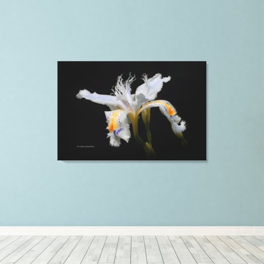 Elegant Japanse miniatuur Crested Iris op zwart Canvas Afdruk (Insitu (Houten vloer))