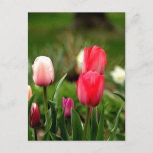 Elegant kleurrijke Tulpen Briefkaart