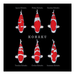 Elegant Koi Fish Poster – Tijdloos & Artistiek Dec