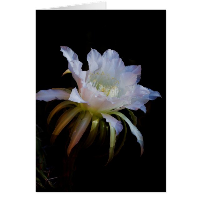 Elegant koningin van de Night Cactus Flower (Voorkant)